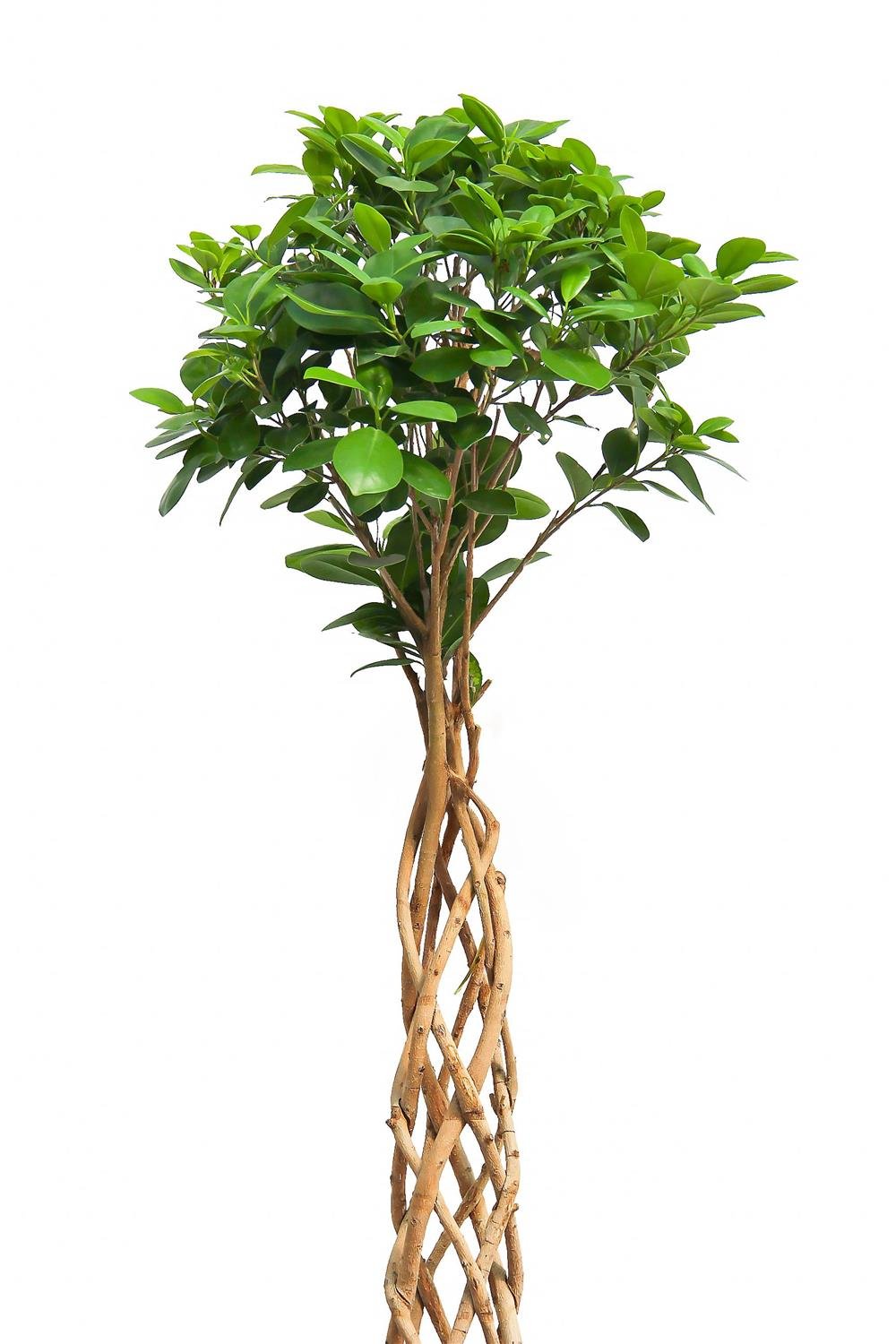 Benjamin (Ficus Benjamin Danielle) Örgülü Kafes 80-100 cm