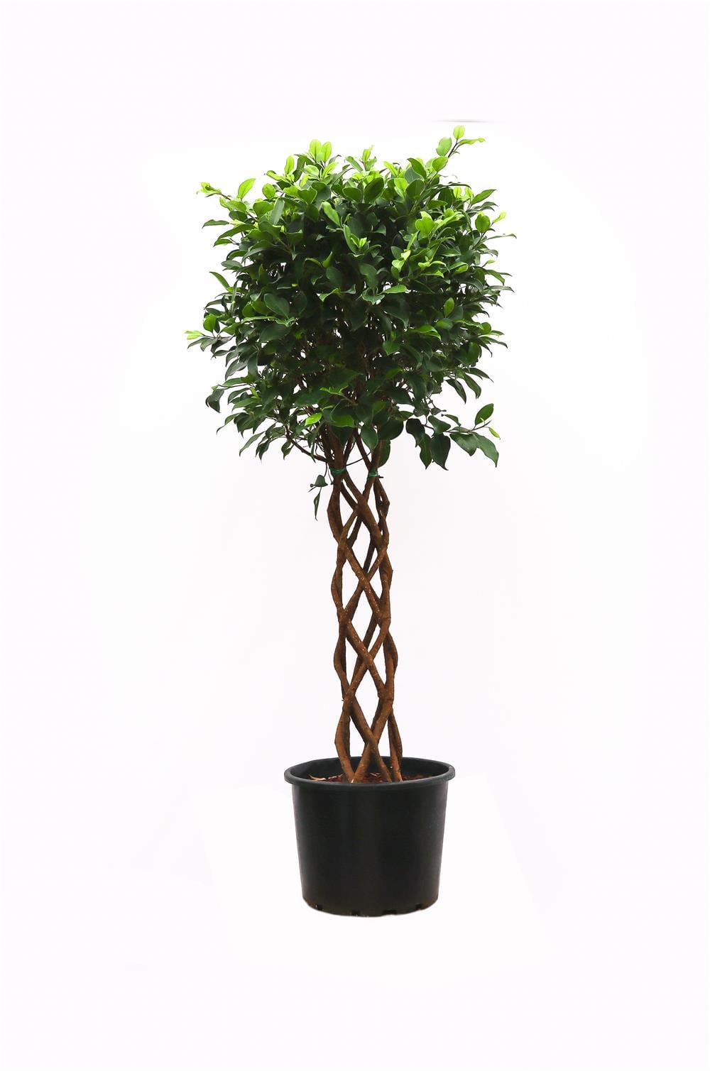 Benjamin (Ficus Benjamin Danielle) Örgülü Kafes 80-100 cm