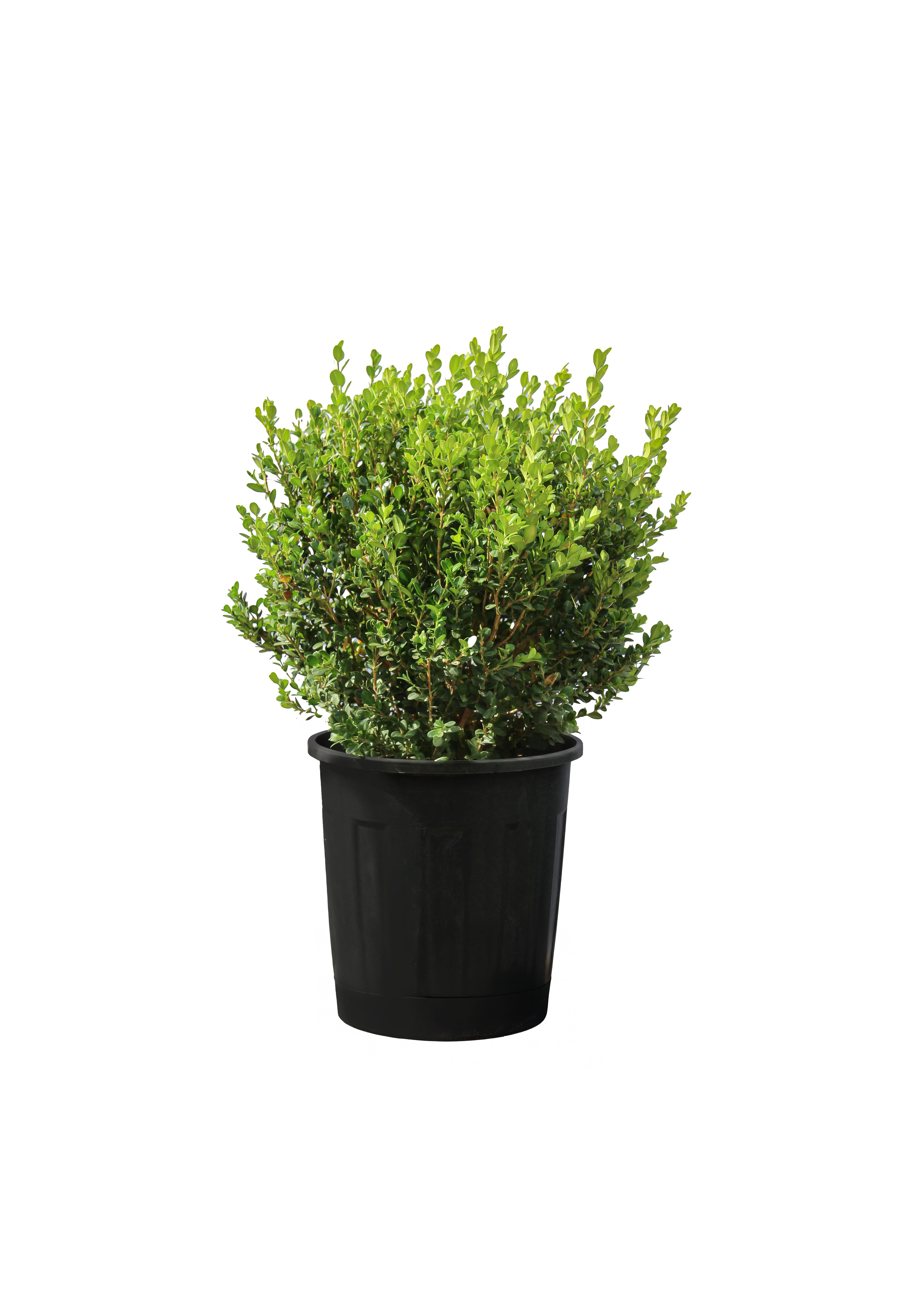 Buxus Palla/Top Şimşir