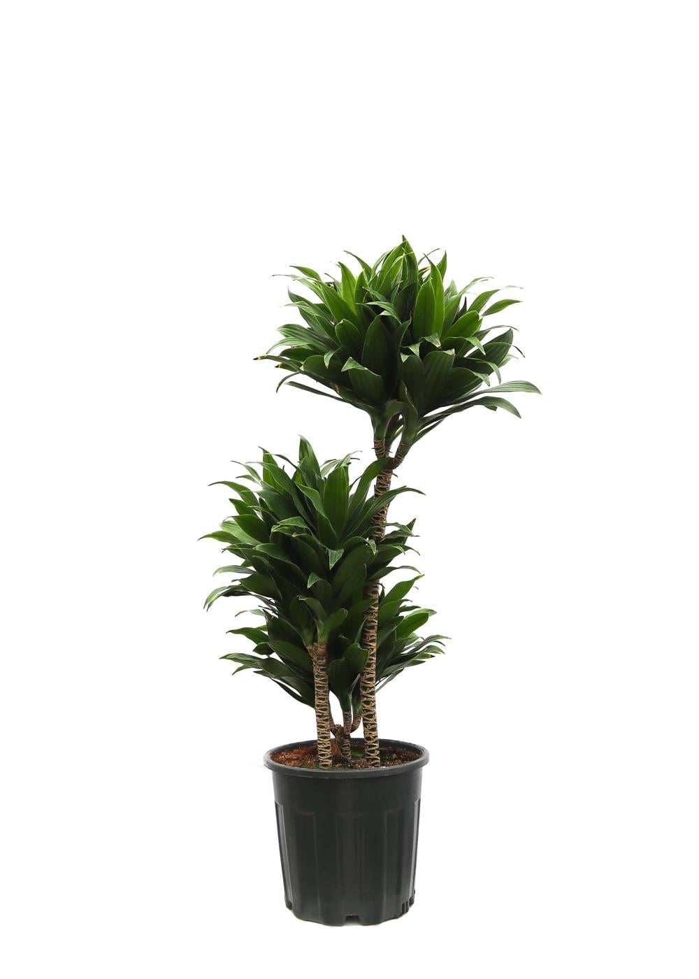 Dracaena compacta Tek Gövdeli (Drasena) 40-60cm