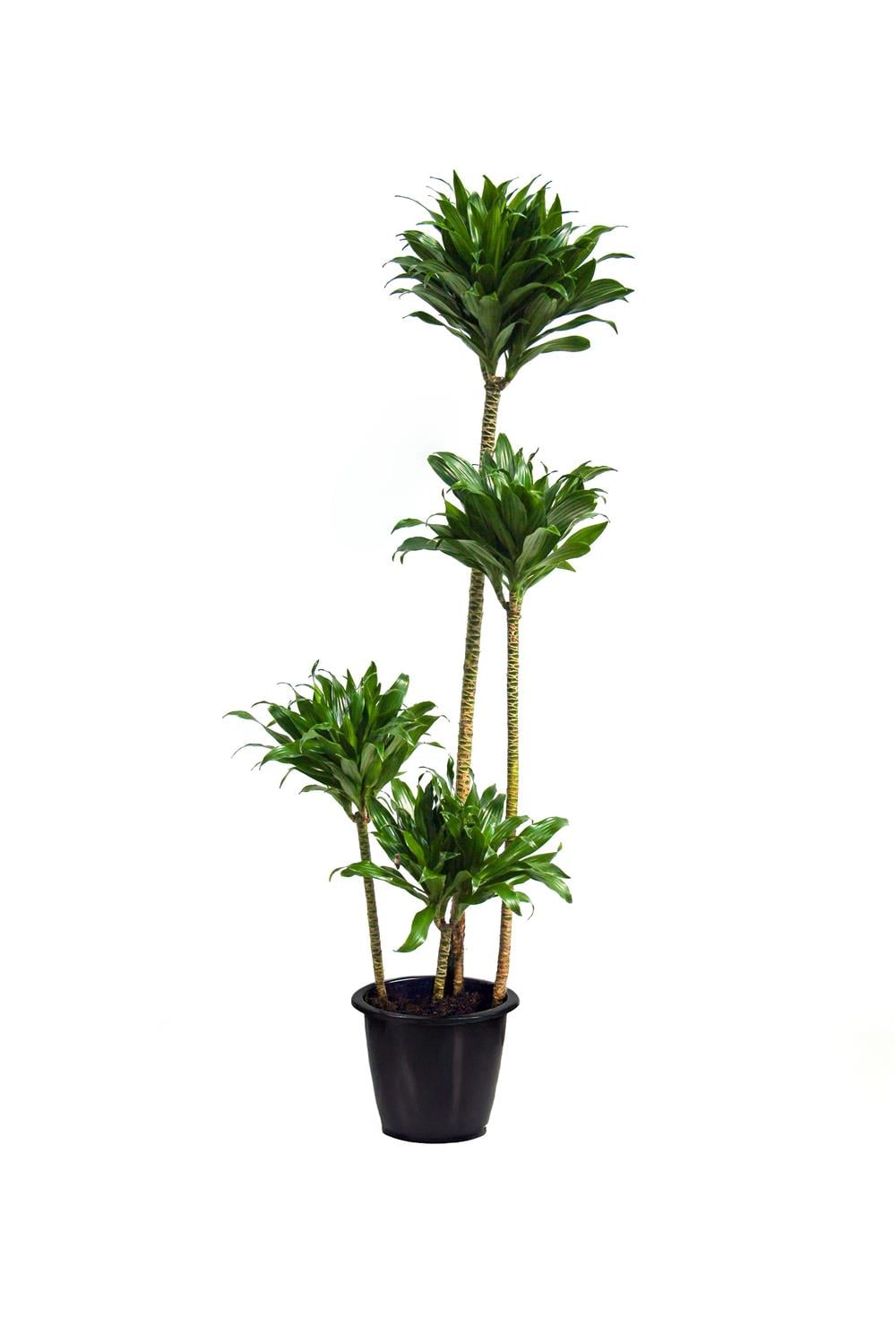 Dracaena compacta Tek Gövdeli (Drasena) 40-60cm