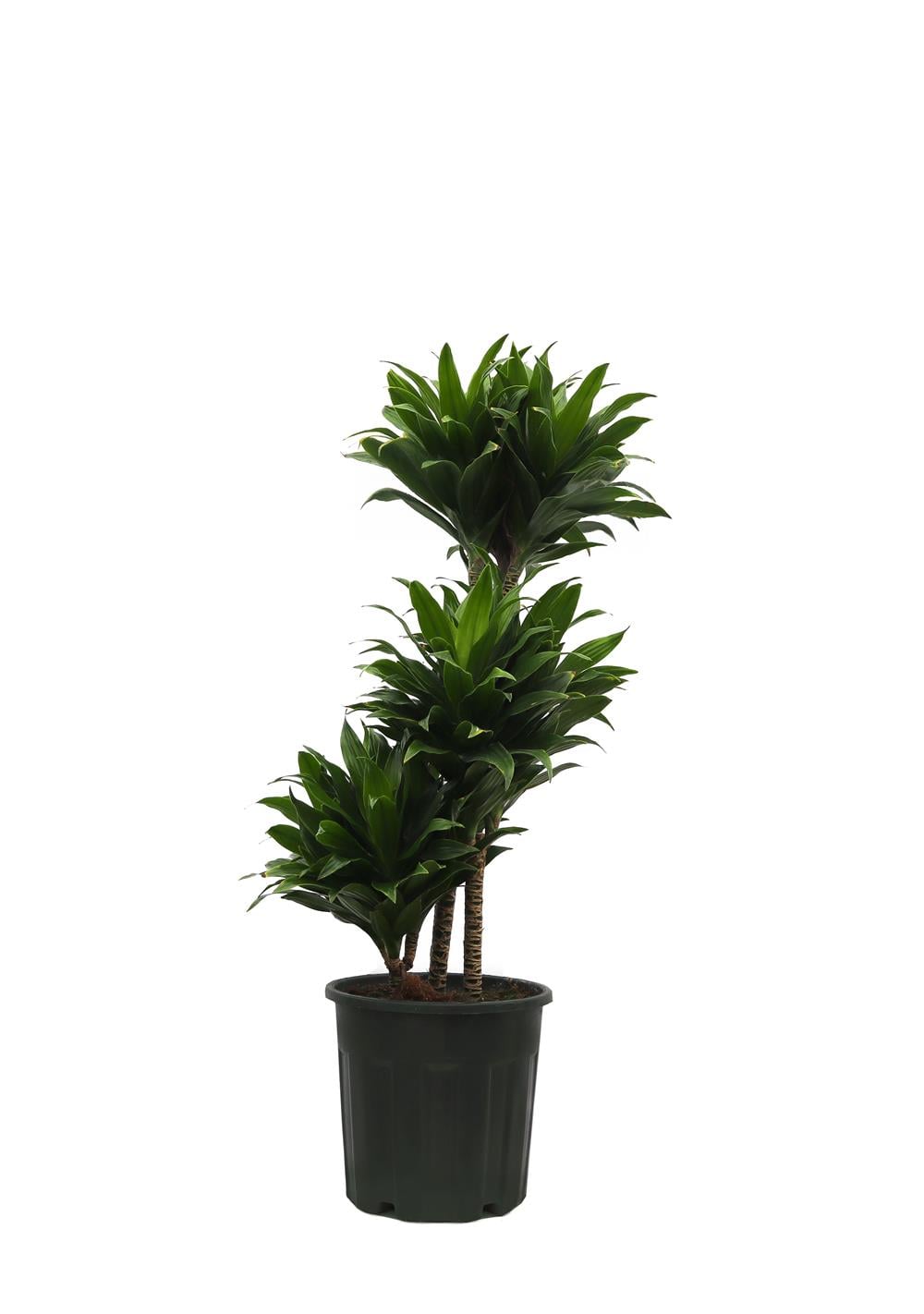 Dracaena compacta Tek Gövdeli (Drasena) 40-60cm