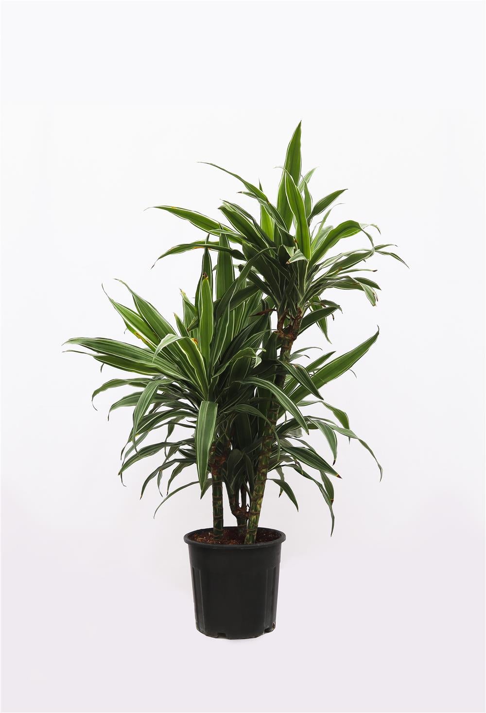 Dracena fragrans silver 60-80cm