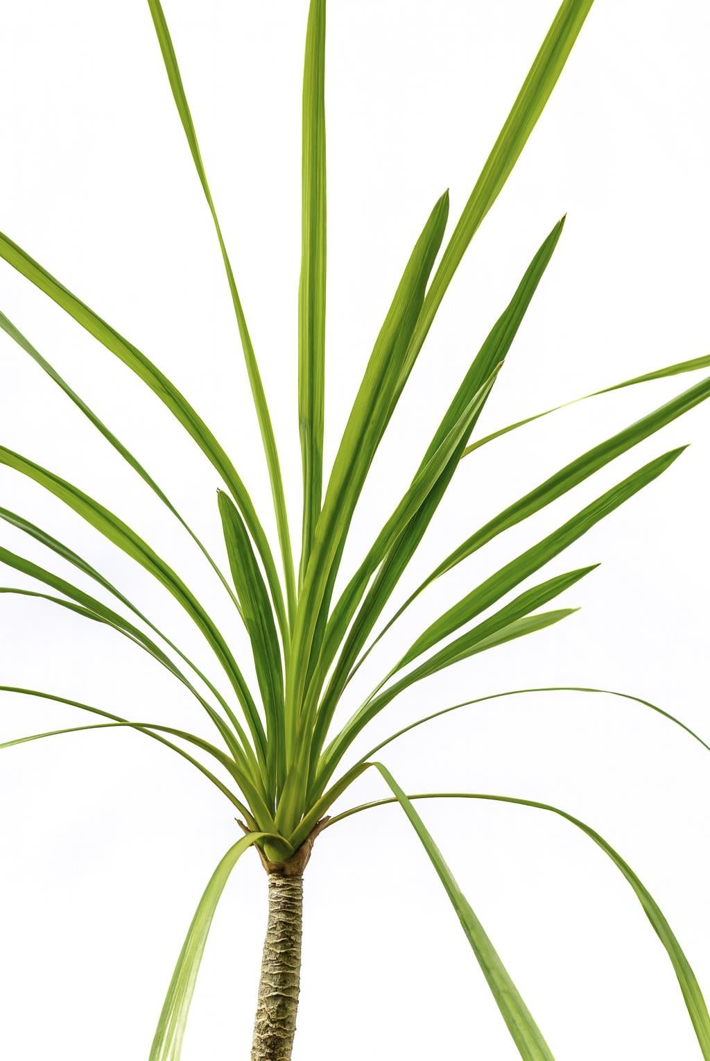 Dracena Indivisa/Dresena