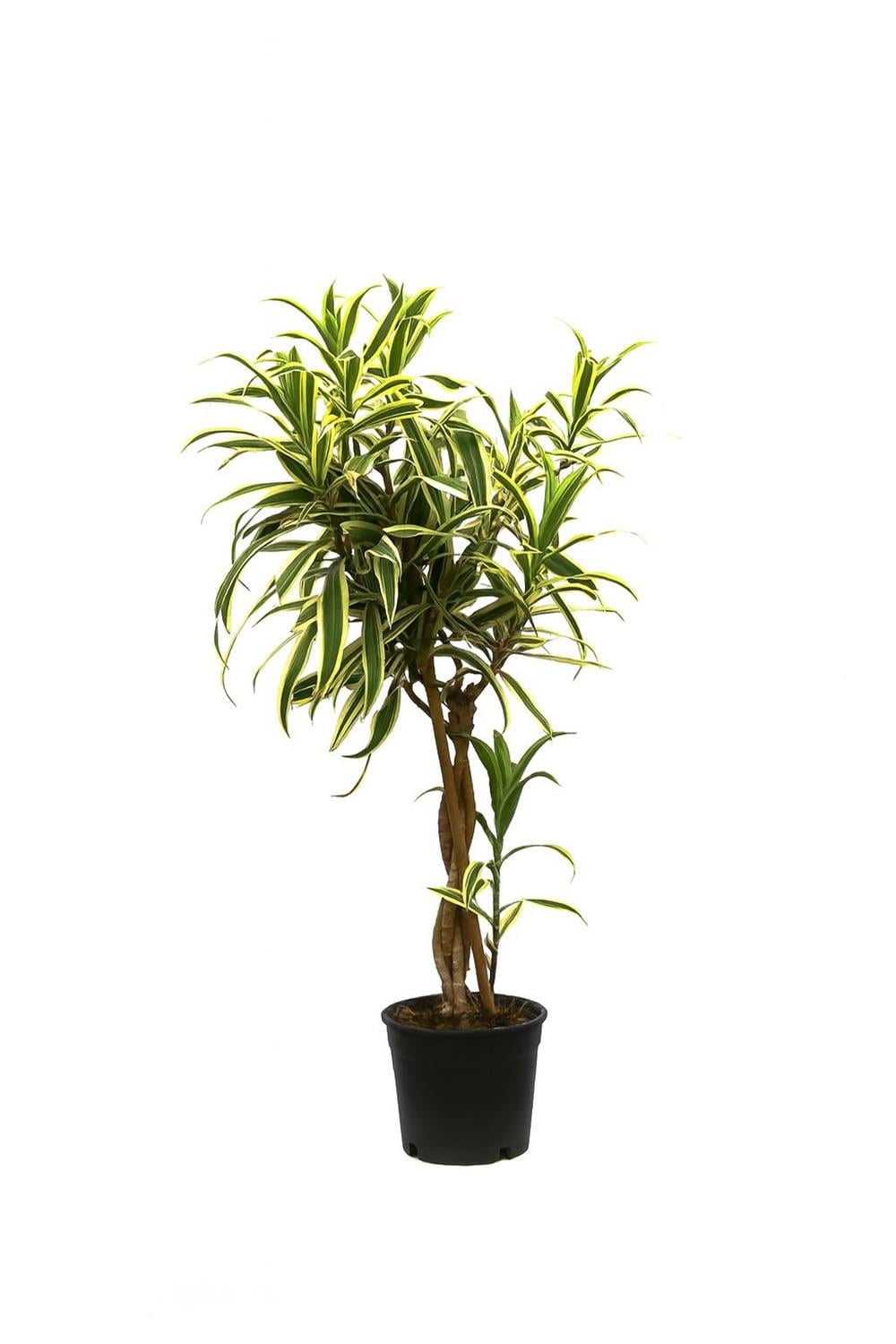 Dracena reflexa variegata 80-100CM