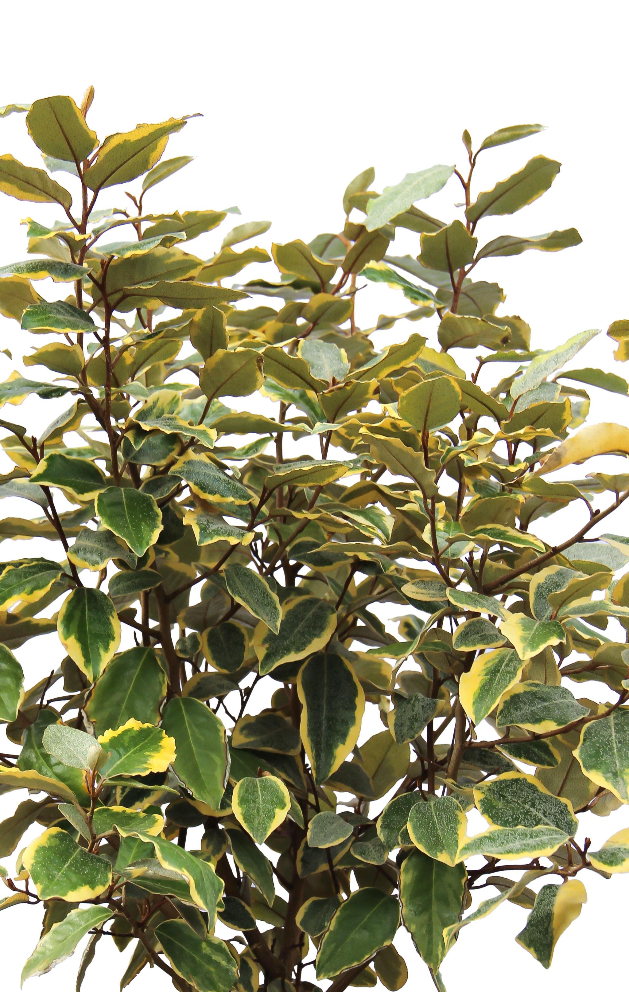 Elaeagnus Angustifolia/Çalı İğde 
