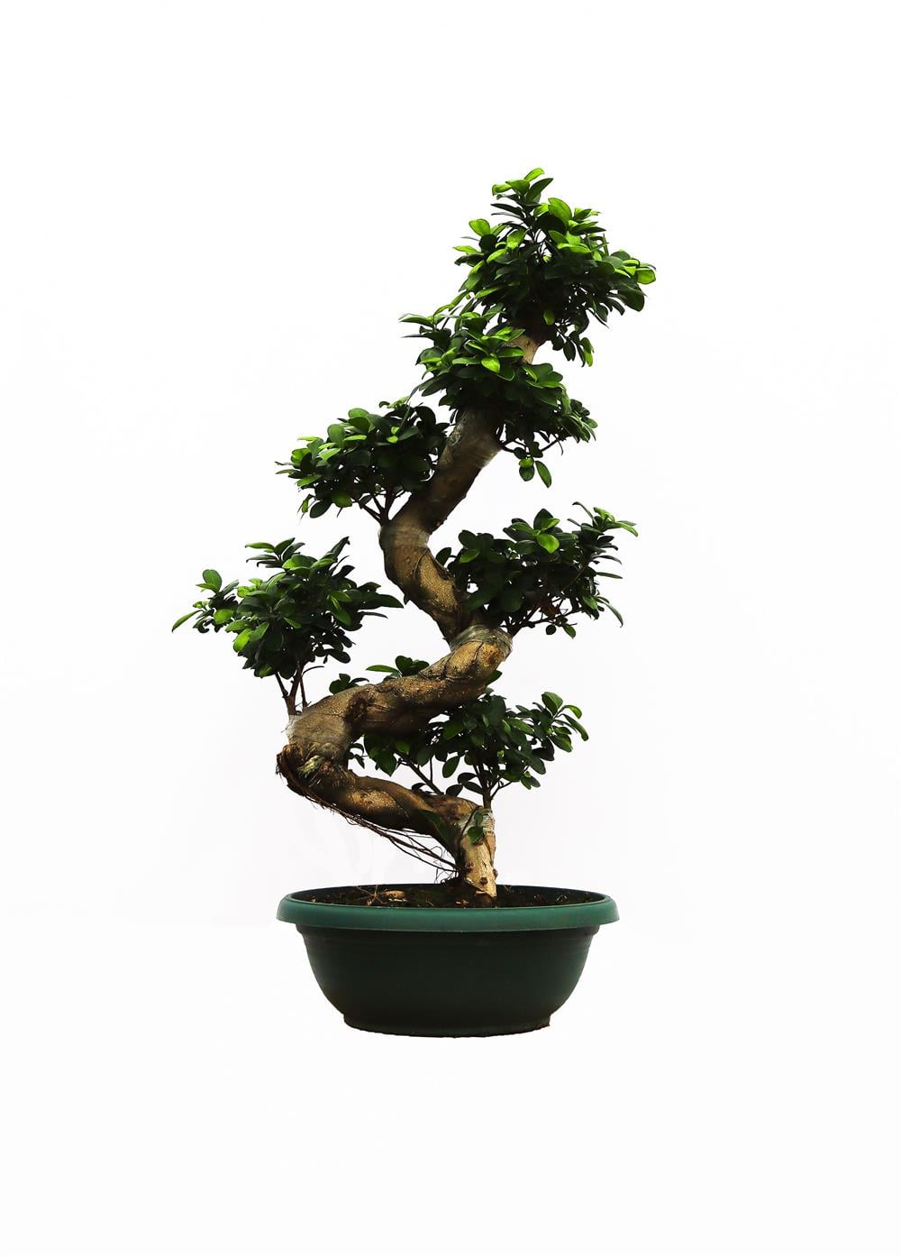 Ficus bonzai ginseng-Bonsai 60-80cm
