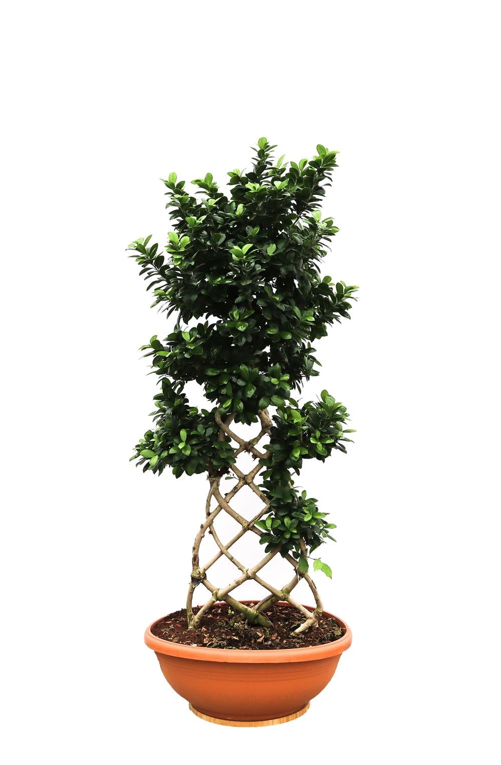Ficus microcarpa bonsai - Örgülü bonzai 100-120 cm