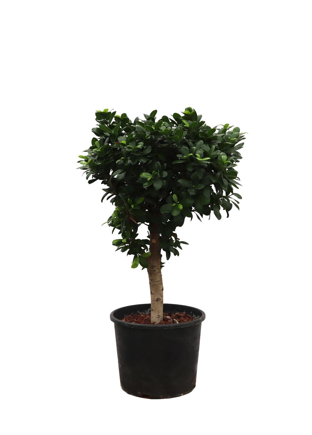 Ficus Retusa nitida- Sokak Benjamini 80-100 CM
