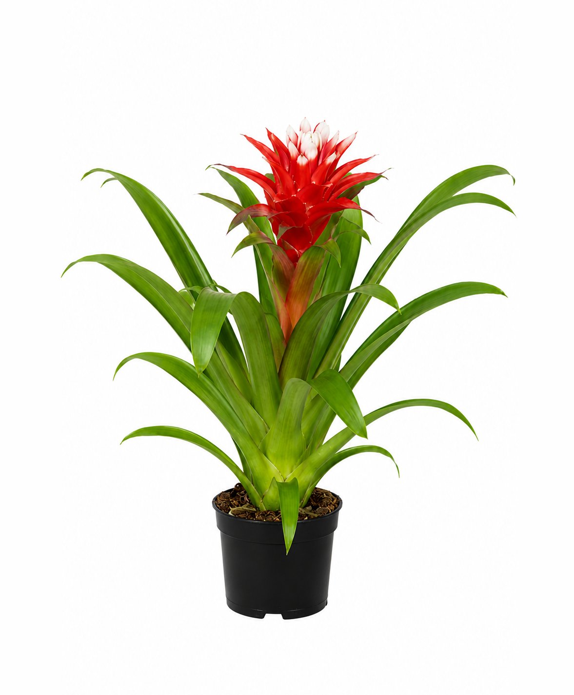 Guzmania/Guzmanya 40-60 cm