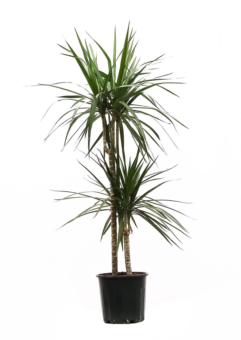 Madagaskar dragon marginata tek gövdeli 40-60cm