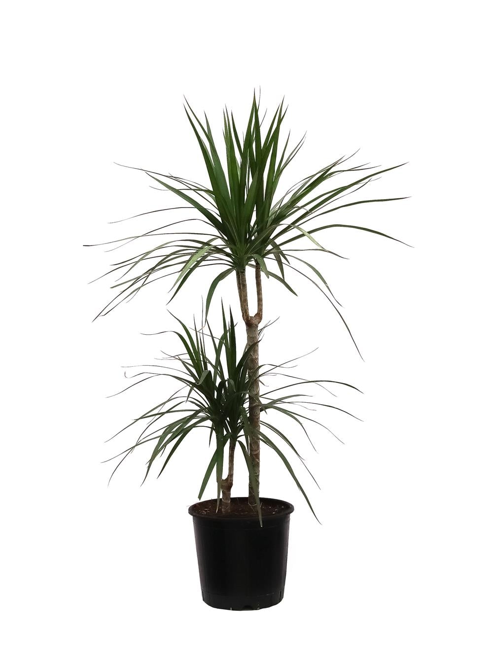 Madagaskar dragon marginata tek gövdeli 40-60cm