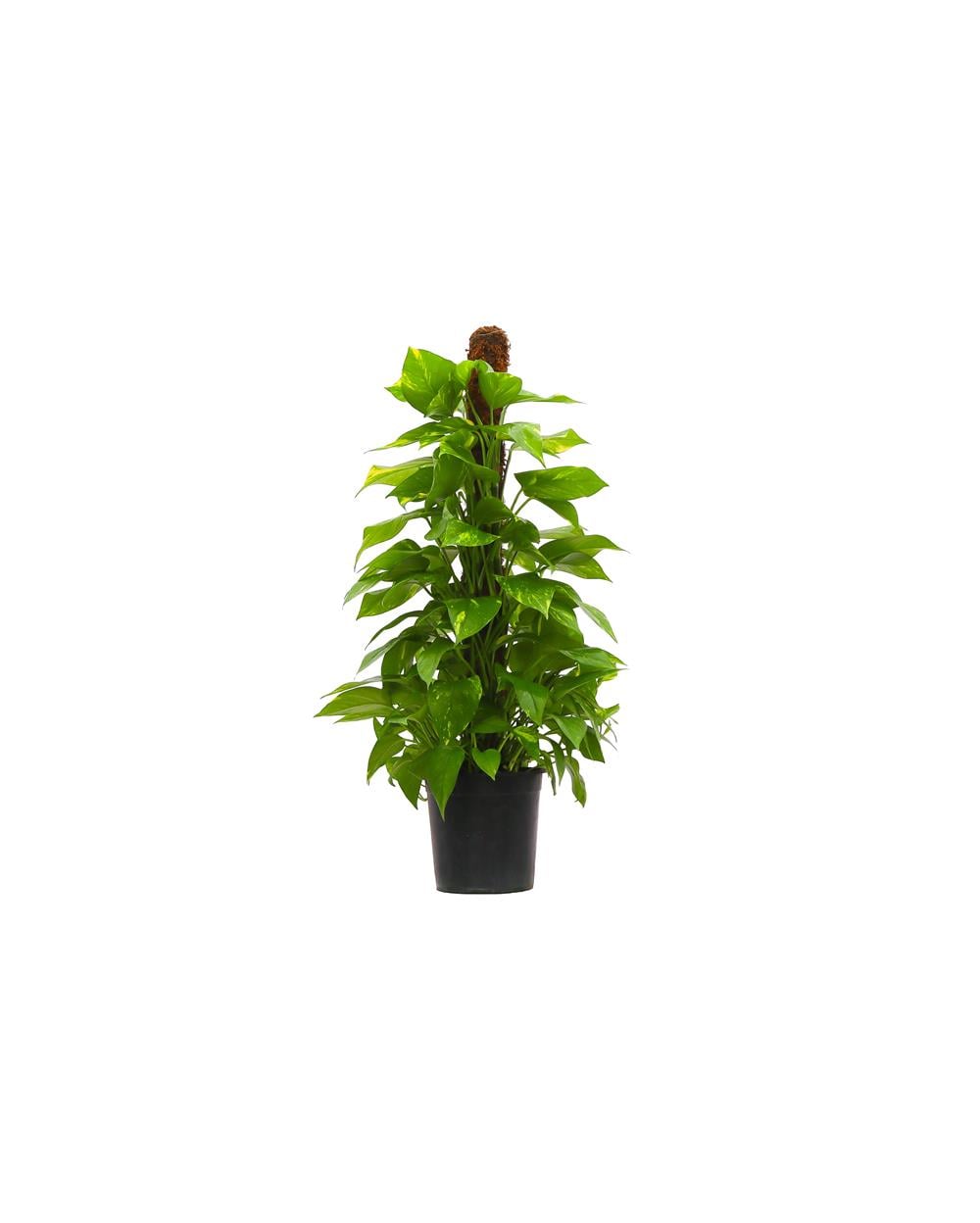 Pathos-Salon Sarmaşığı 40-60cm