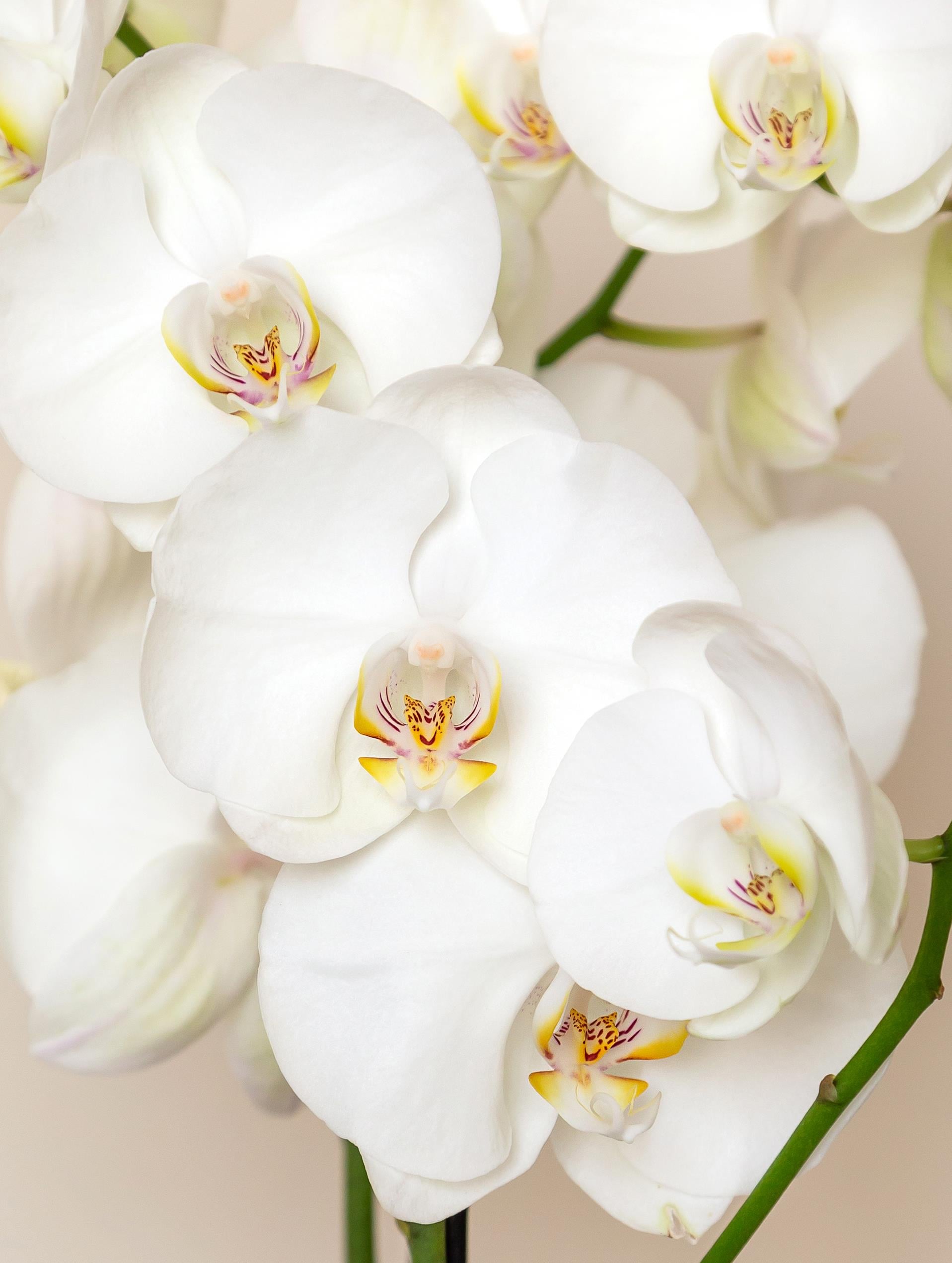 Phalaenopsis - Orkide Çift Dallı Beyaz Renk (Premium, İthal)
