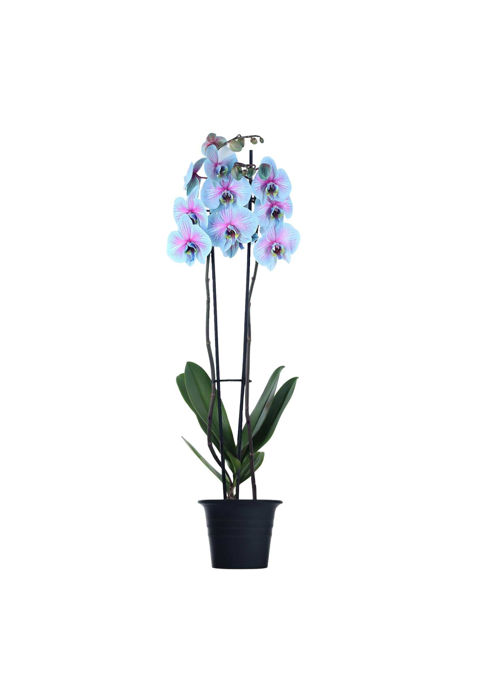 Phalaenopsis - Orkide Çift Dallı Mavi Pembe Renk (Premium, İthal)