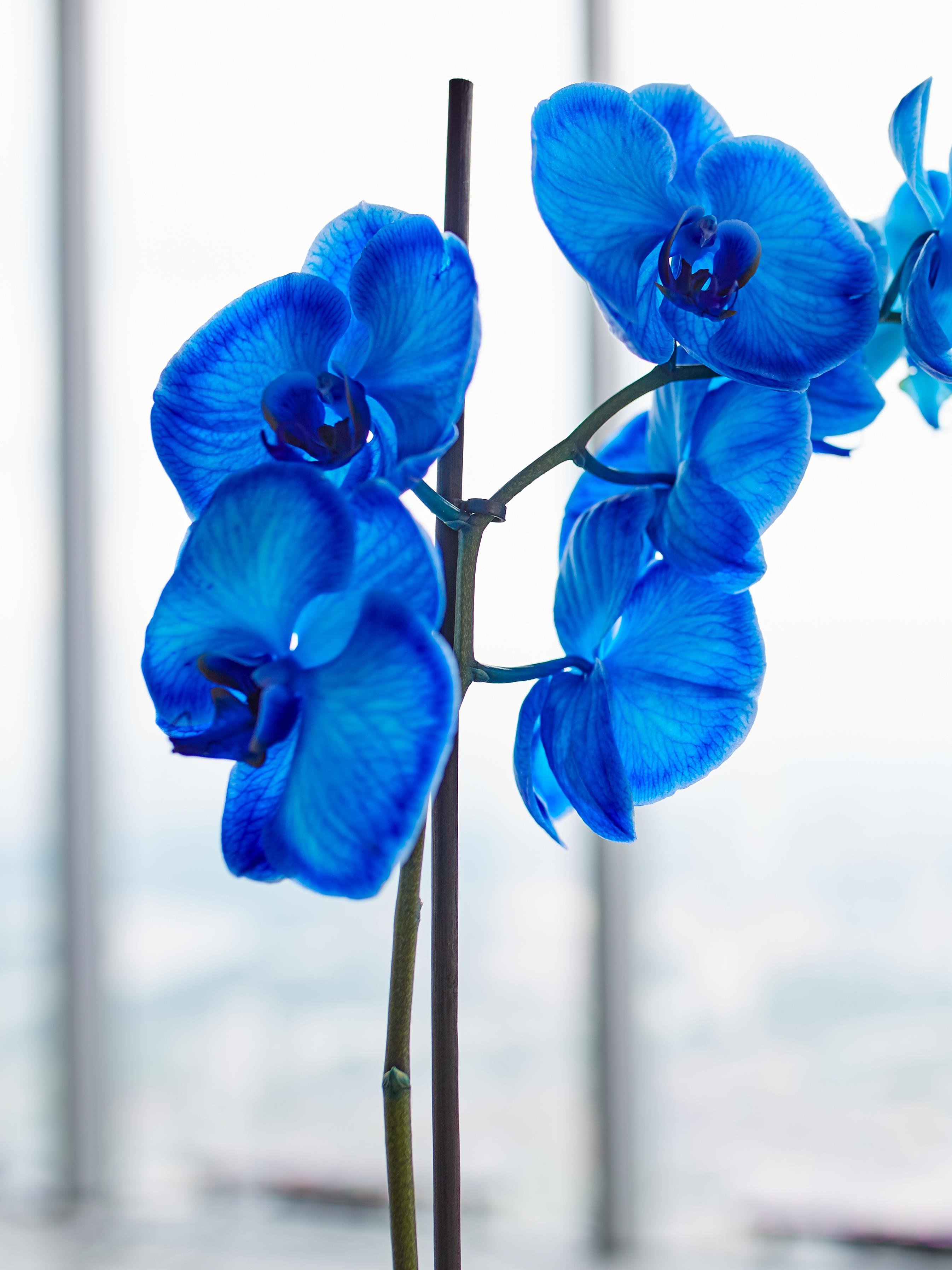 Phalaenopsis - Orkide Çift Dallı Mavi Renk (Premium, İthal)