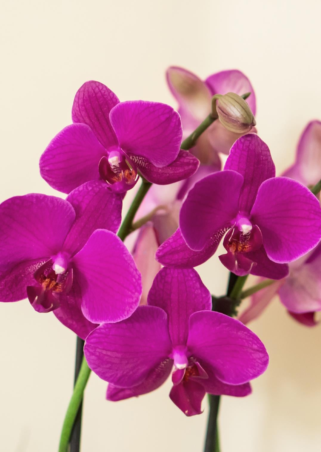 Phalaenopsis - Orkide Çift Dallı Pembe Renk (Premium, İthal)