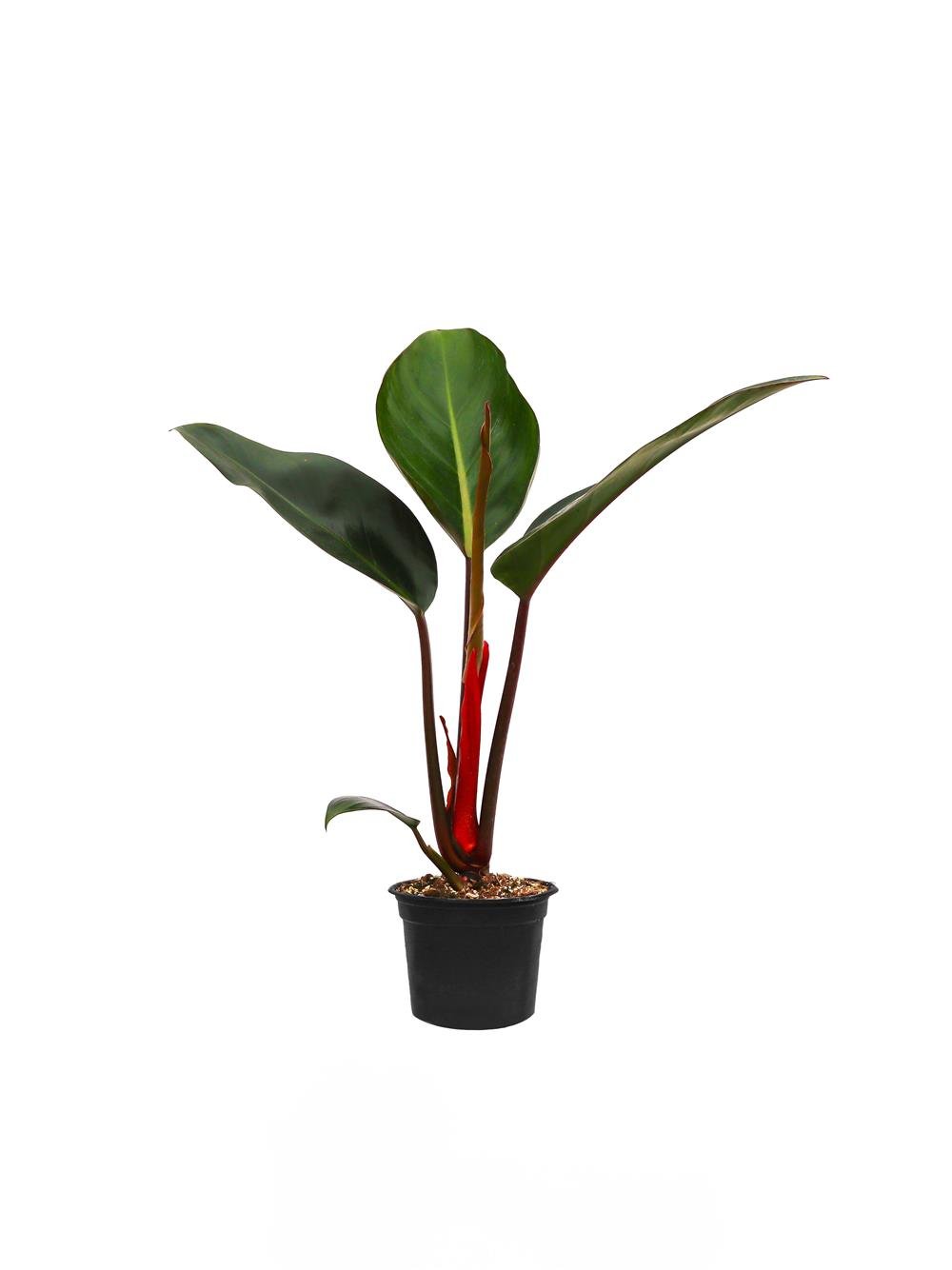 Philodendron Rojo Congo - kırmızı filodendron 40-60 cm