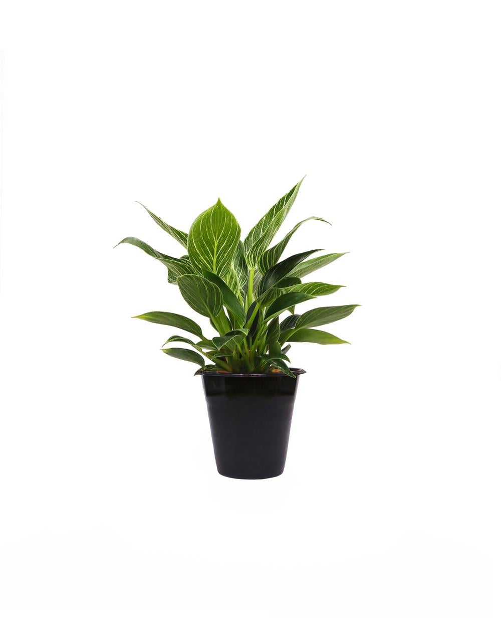Philodendron Zebra 40-60 cm