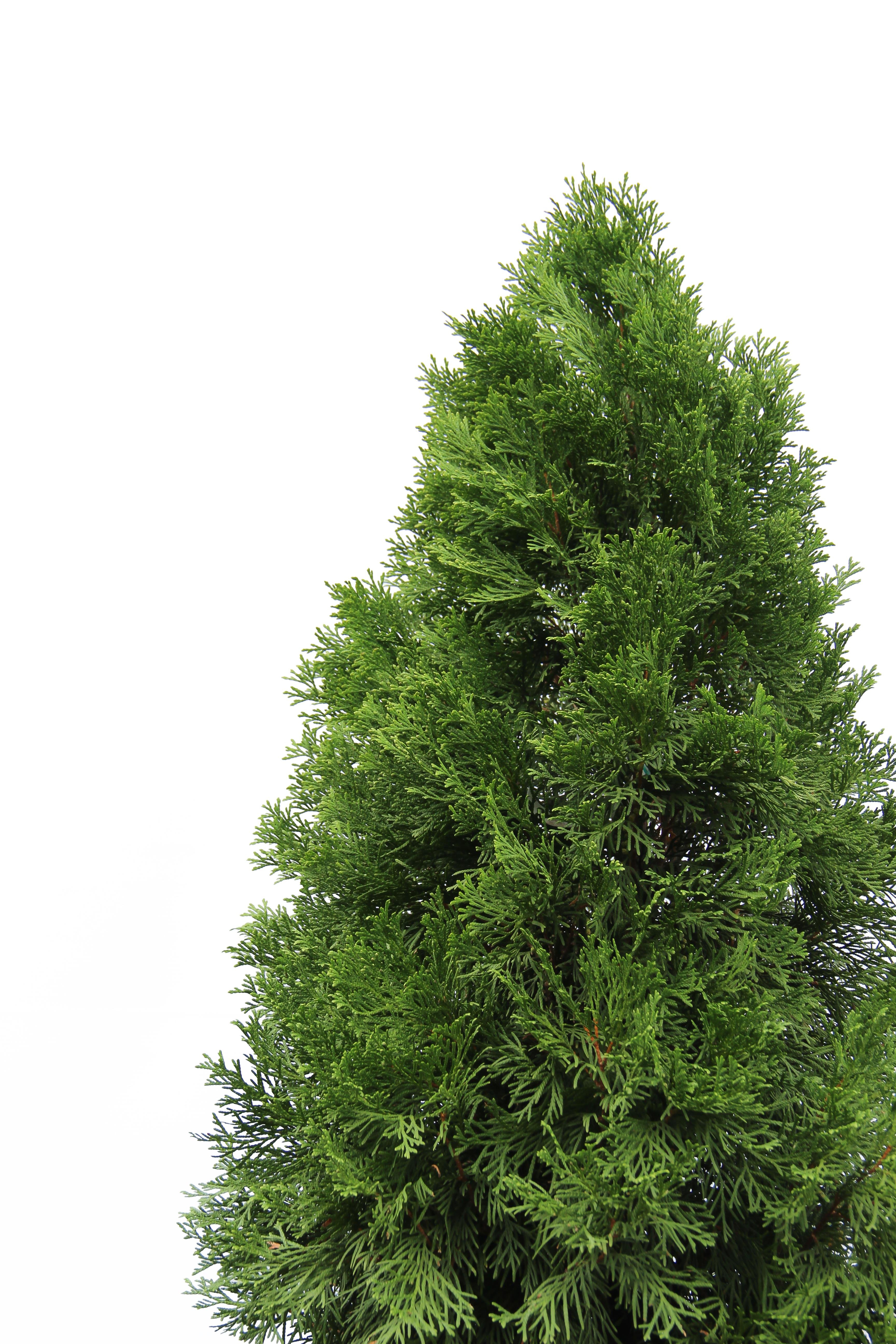 Thuja occidentalis smaragd/Batı Mazısı