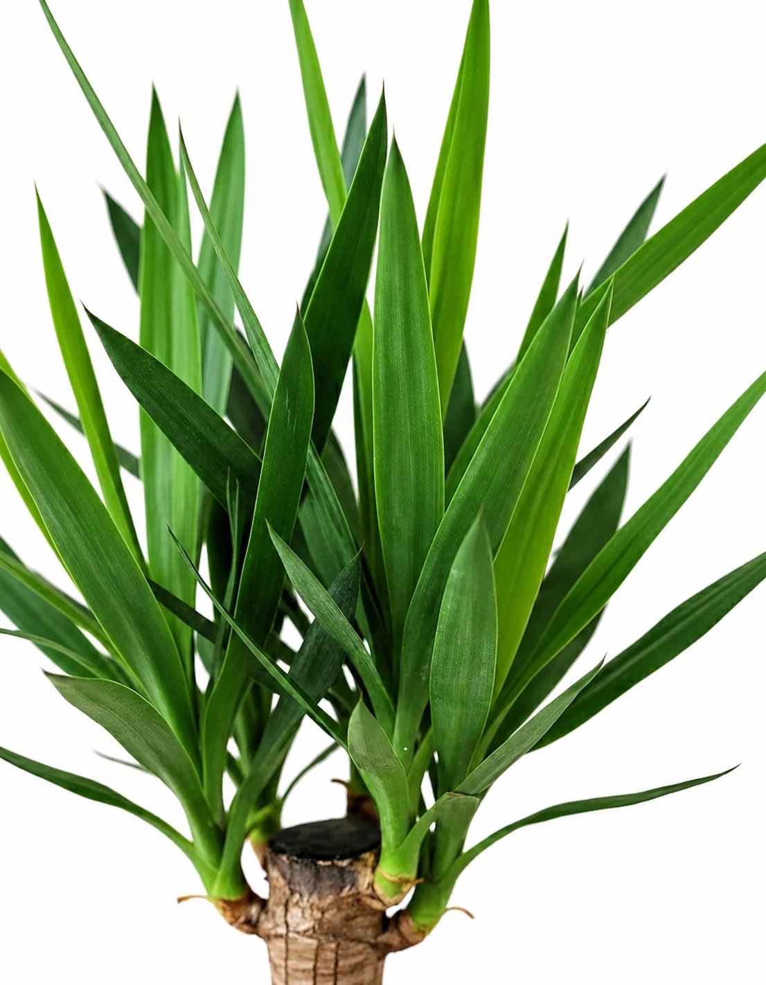 Yucca Tek Kollu - (Yuka ) 60-80cm