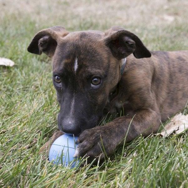 Kong Delikli Top Yavru Köpek Oyuncağı Small Mavi/Pembe 6.5 Cm