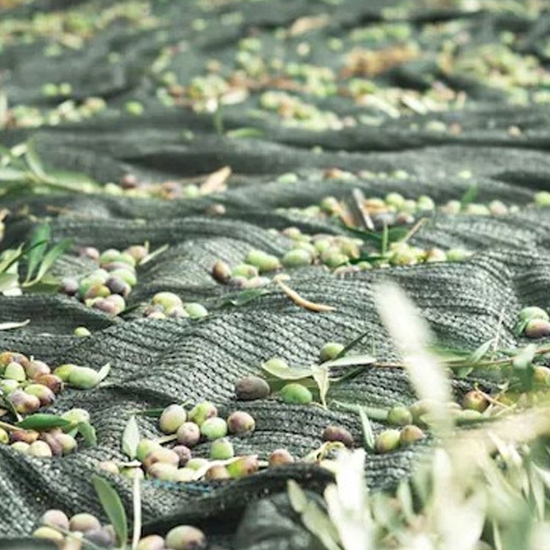 6 mt. x 4 mt. Zeytin Toplama Sergisi - 65gr. %75 Gölgelik File 1. Kalite / Dikişsiz