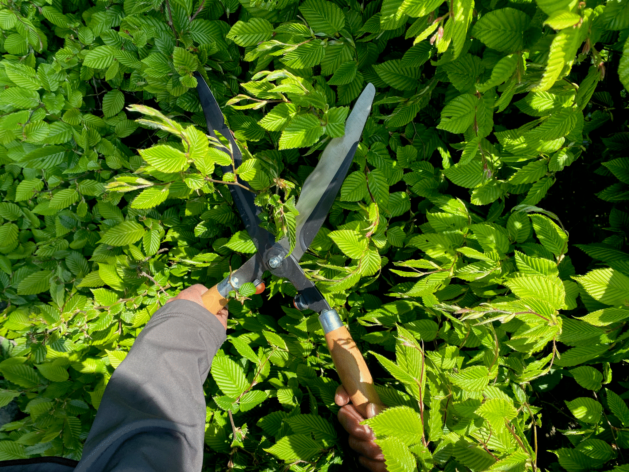 Bahco P57-25-W-F Ahşap Kollu Çit Makası  540mm