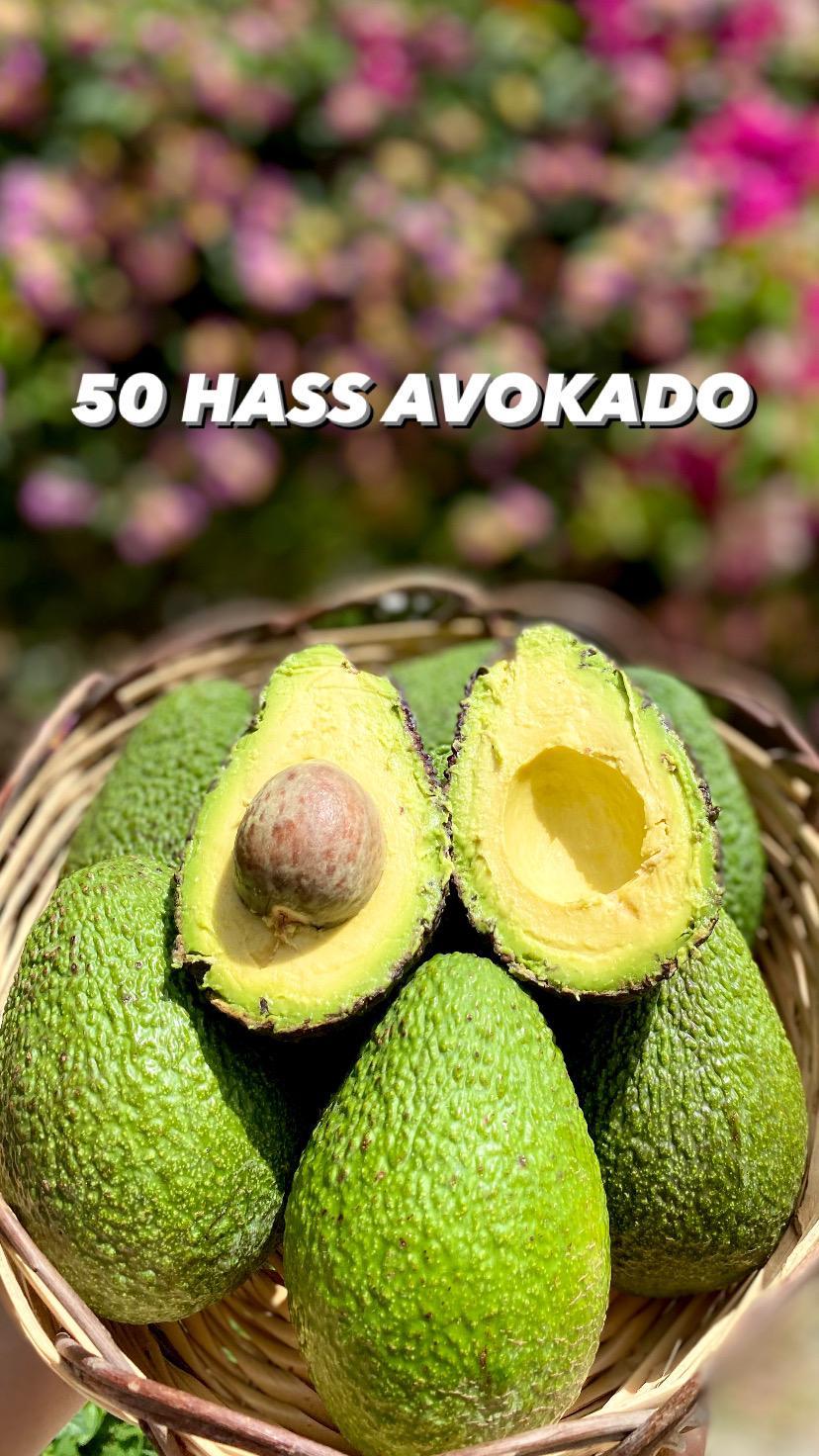 50 HASS AVOKADO (140gr ve üzeri)
