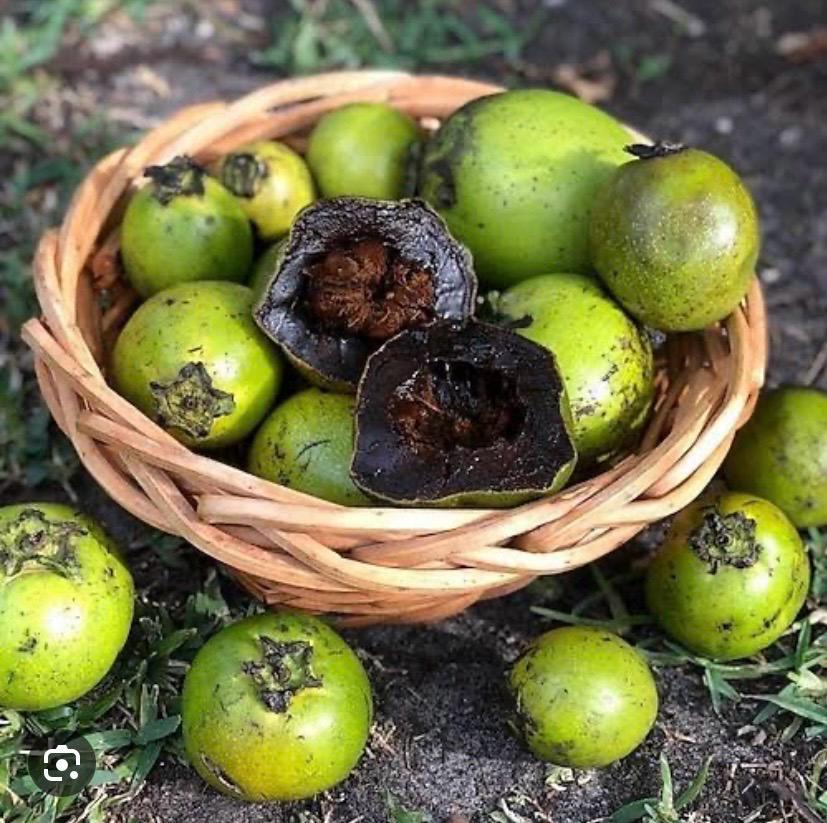 ÇİKOLATA MEYVESİ ( BLACK SAPOTE ) 1 ADET