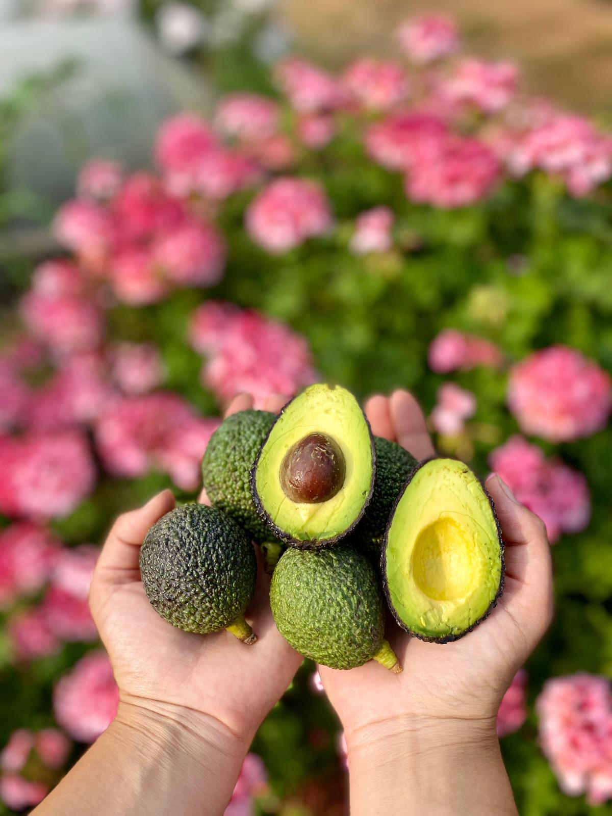 HASS AVOKADO 1 KG (140gr altı)
