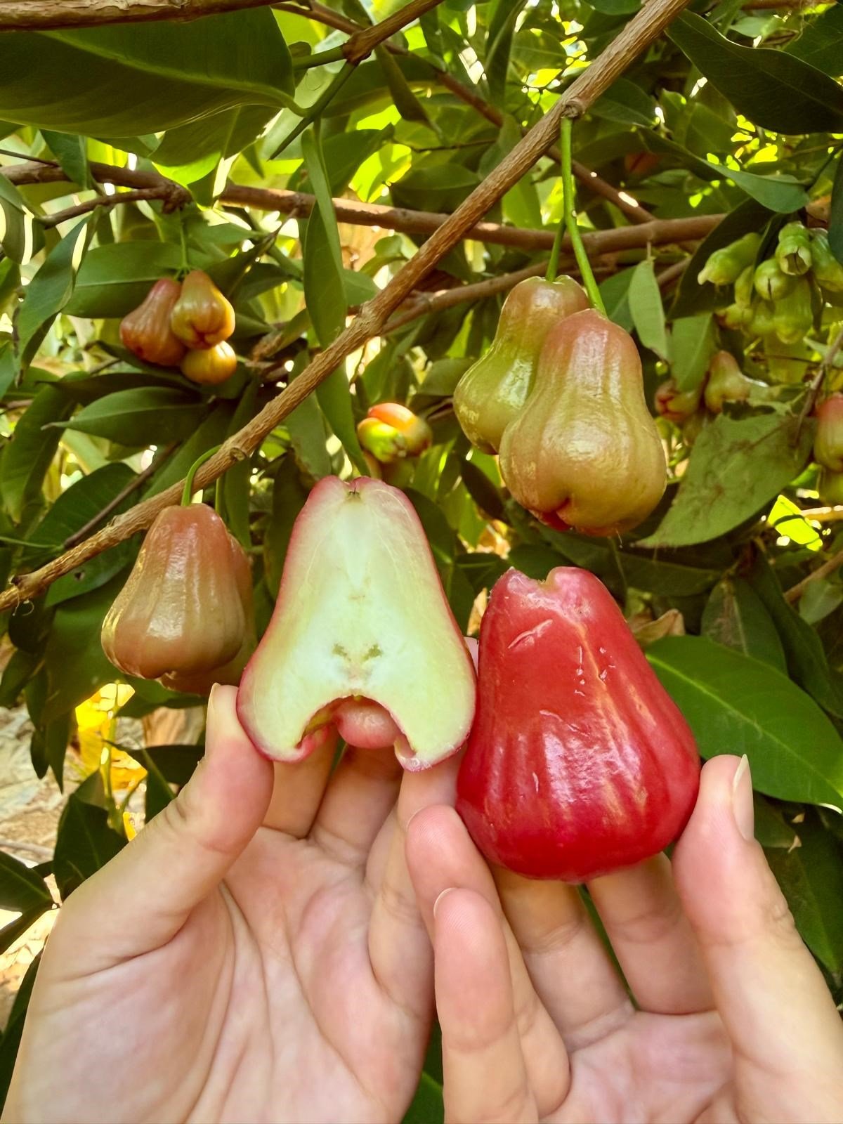 Jambu ( Gül Elması ) 450gr