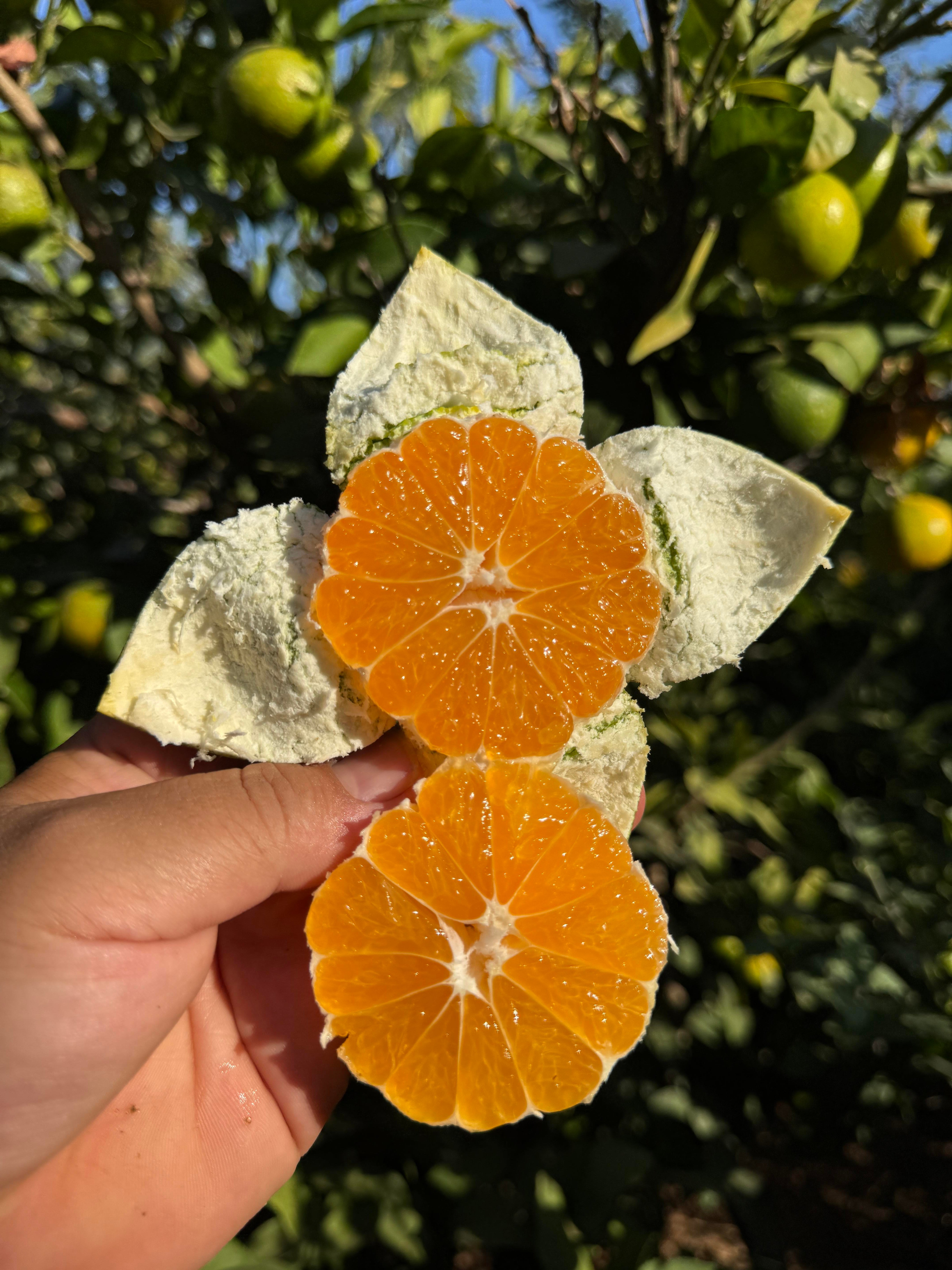 MANDALİNA (1 Kg)