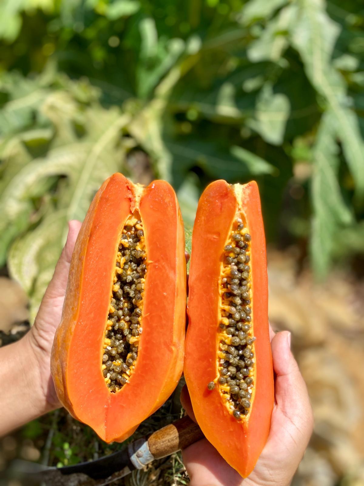 PAPAYA MEYVESİ 1 ADET ( 500-1000GR )