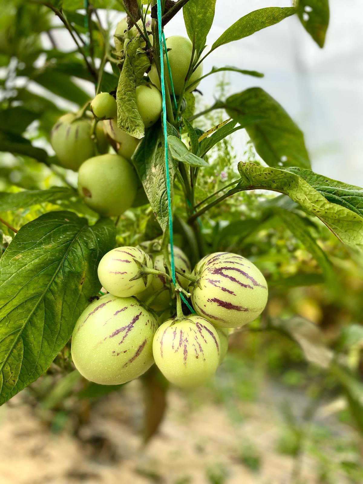 PEPİNO ( Ağaç Kavunu ) 1 KG