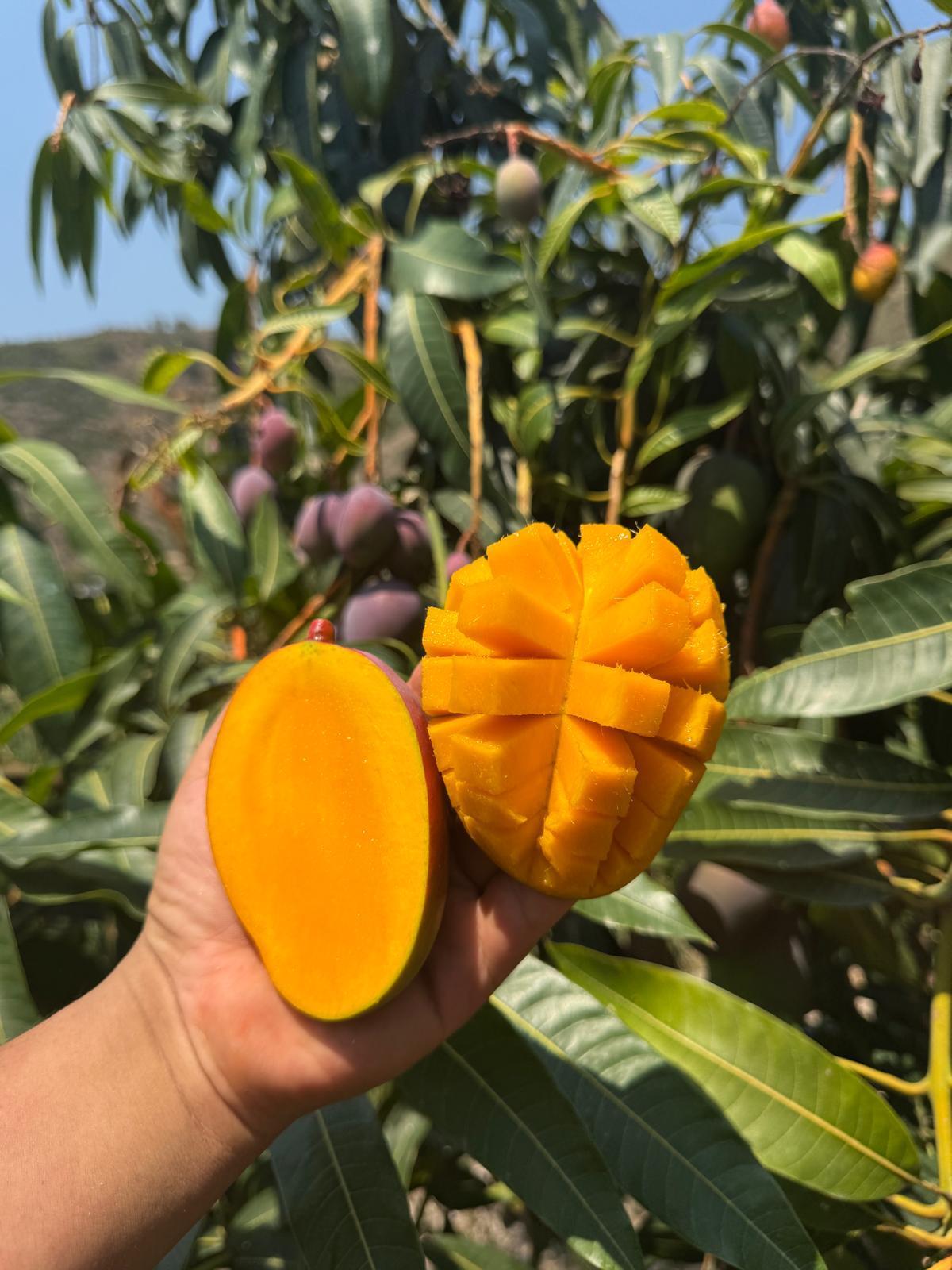 YERLİ MANGO 1 ADET ( 300-500GR )