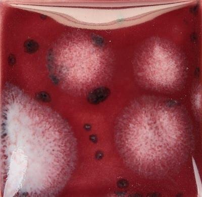 cr-20089-raspberry-ice--7b-acc.jpeg