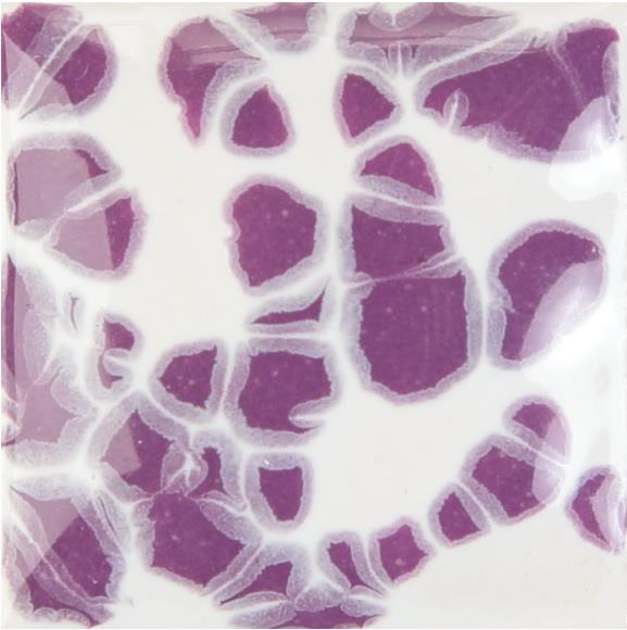 cr-881-purple-blaze-f3cefd.jpeg