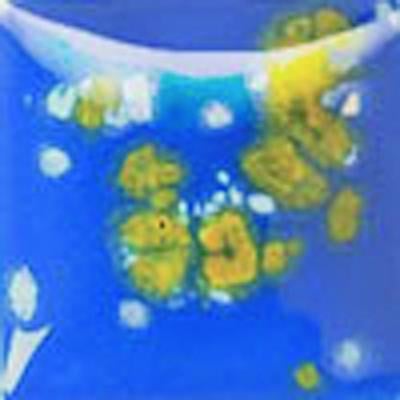 cr-920-water-lilies-cfb1fb.jpeg