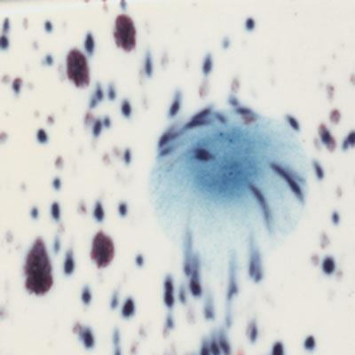 mayco-s-2701-peacock-eyes-yari-seffaf--6b90f2.jpeg