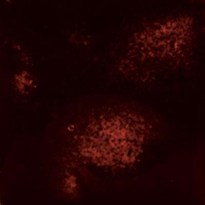 mayco-s2730-red-halo-yari-seffaf-krist-e1773-.jpeg