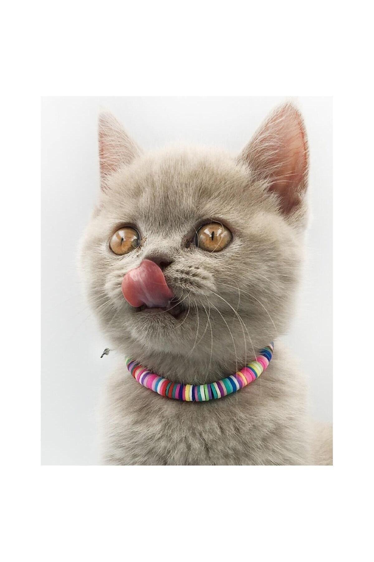 Karışık Renk Fimo Boncuk Kedi Tasması