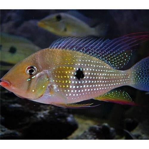 Acarichthys Heckeli 5-6 Cm