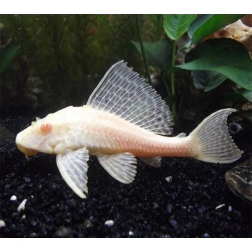Albino Cüce Vatoz 3 cm