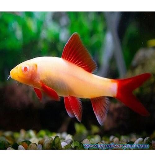 Albino Frenatus 5-6 Cm