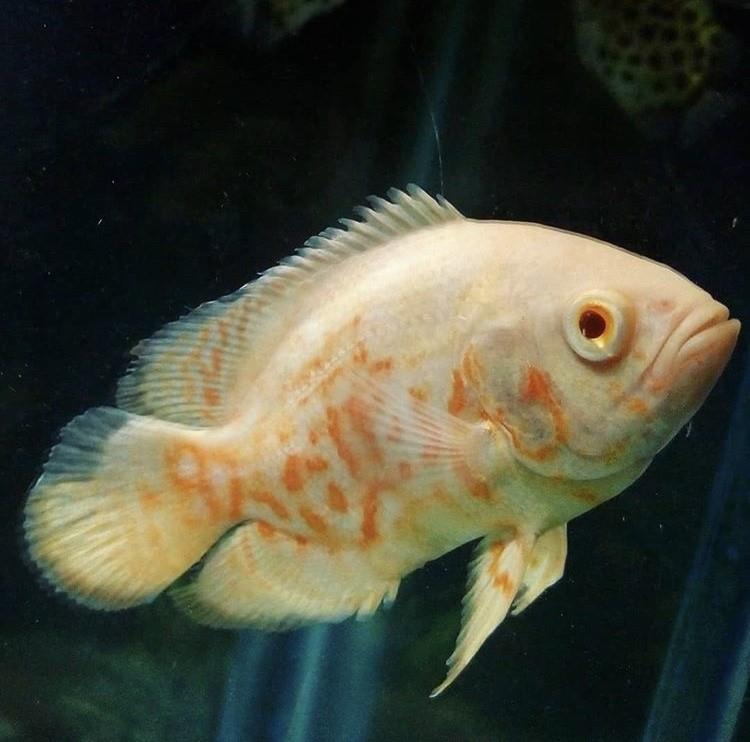 Albino Kaplan Astronot 12-14 cm