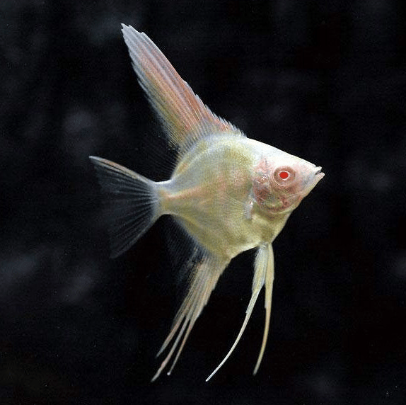 Albino Kırmızı Göz Melek 7-9 cm