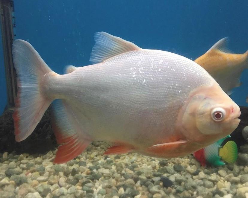 Albino Pacu 10-12 cm
