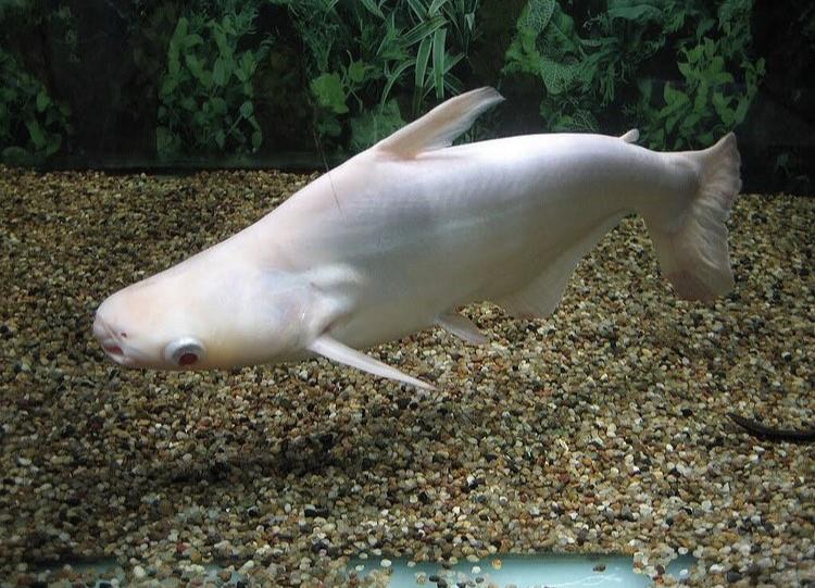 Albino Pengasus 6-7 cm