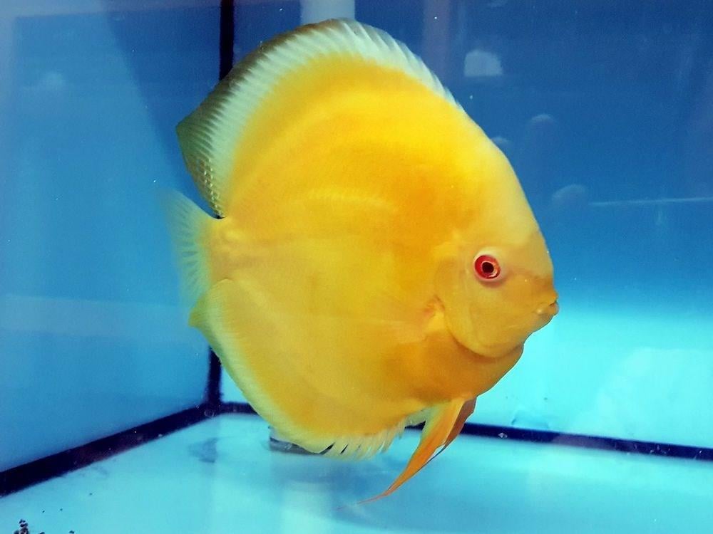 Albino Yellow Discus 9 cm